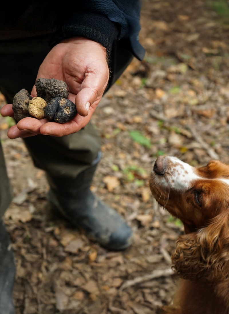 Truffle Hunting