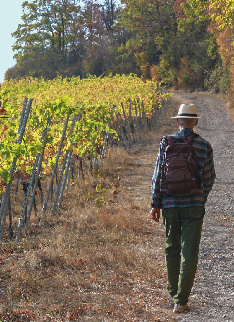 Vineyard Trekking
